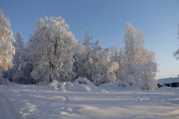 The sun shines on trees and snowdrifts.