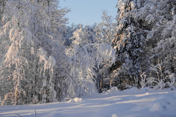The sun is shining on the snow-covered trees.