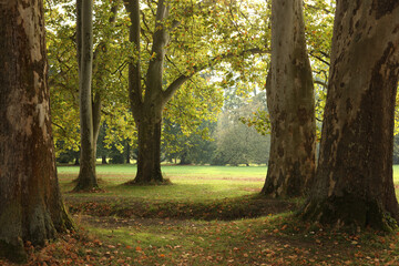 Fototapeta premium autumn in the park