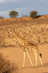 Giraffe in the Kgalagadi