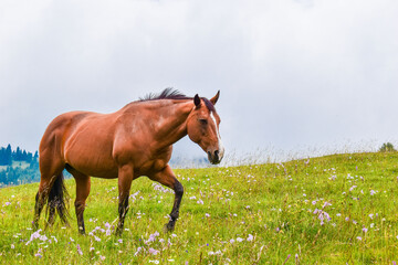 horse in the meadow