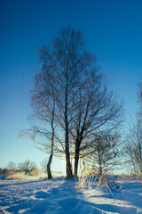 Tree in winter silhouette
