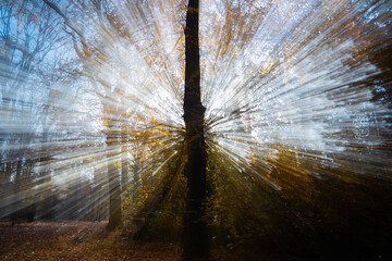 Sun beams around tree