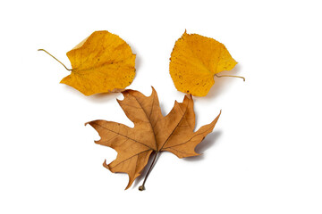 Obraz premium Leaves on a white background
