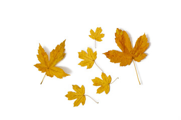 Leaves on a white background