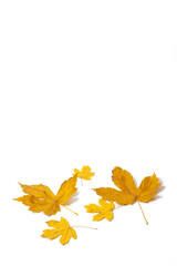 Leaves on a white background