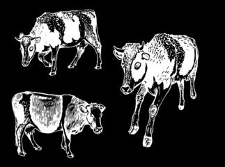 Vector collection of cows on black, cattle farm animal, graphical milky cow elements	
