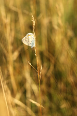 butterfly on grass