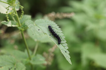 caterpillar on a leaf