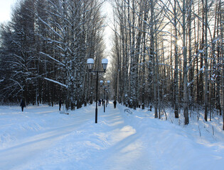 people walk along the path among the snow-covered trees in the forest in cold winter