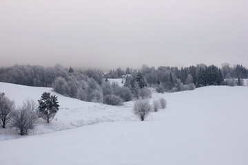 Fototapeta na wymiar winter forest on the horizon with a snow-covered field