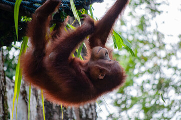 Animal life in nature (Closeup)