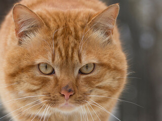 Portrait of a dirty stray cat. Ginger cat looks to the camera.