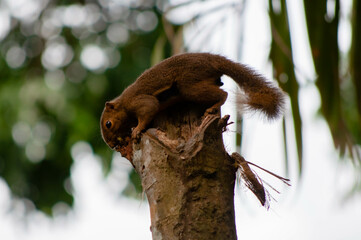 Animal life in nature (Closeup)