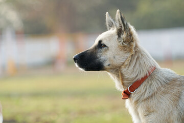 local dog in on hunting mood