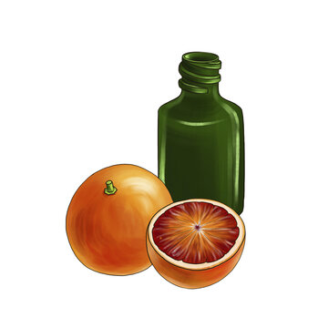 drawing red orange essential oil, glass bottle and citrus fruit, hand drawn illustration