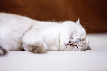 Fototapeta na wymiar white cat sleeping