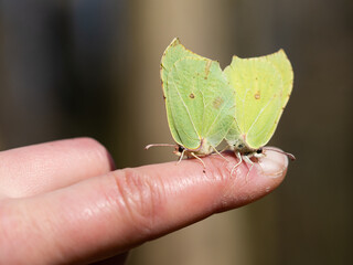 Pair of Common brimstone butterfly (Gonepteryx rhamni)copulating in spring, yellow butterfly...