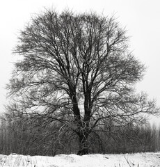 Black and white photo of a tree with a wide crown