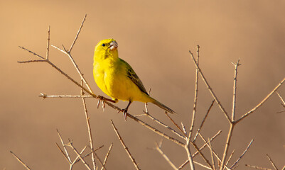 Yellow Canary in the Kgalagadi