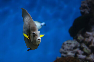 French angelfish (Pomacanthus paru). Fish under water. Blur.