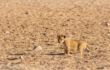 Fototapeta premium Lion Cubs in the Kalahari