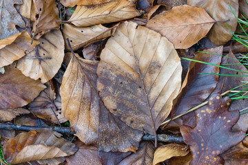 Dead leaves on the ground