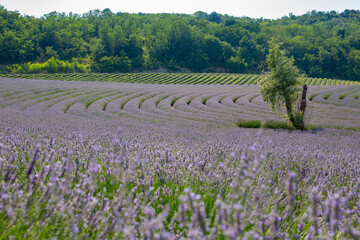 Purple blooming lavender field at summer. Lavender rows with a lonely tree on the field