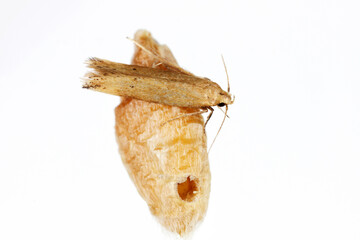 The Angoumois grain moth (Sitotroga cerealella) on damaged grain. It is an important pest of stored grains of cereals, maize, rice and others