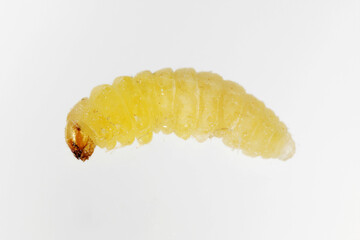 Caterrpillar of the Angoumois grain moth (Sitotroga cerealella). It is an important pest of stored grains of cereals, maize, rice and others