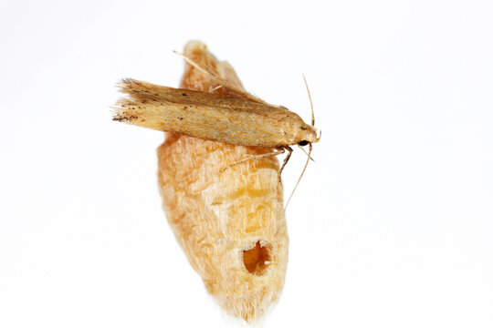 The Angoumois Grain Moth (Sitotroga Cerealella) On Damaged Grain. It Is An Important Pest Of Stored Grains Of Cereals, Maize, Rice And Others