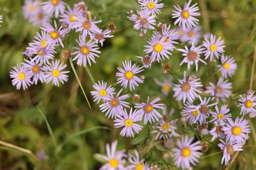 field of astra flowers
