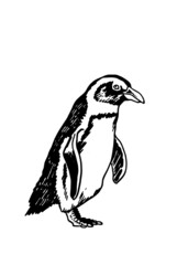 Graphical vector penguin on white isolated , bird of Antarctica and the south coast of Africa