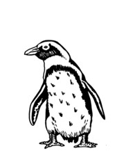 Graphical vector penguin on white isolated , bird of Antarctica and the south coast of Africa