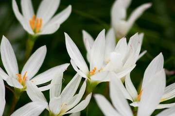 the white zephyranthes flowers and green leaves background