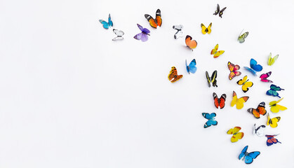 Photo of decorative butterflies pattern isolated on white background with copy space. Fresh spring...