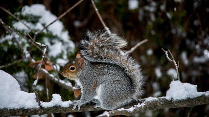 Naklejka na ściany i meble Gray squirrel sitting on tree branch with snow in winter