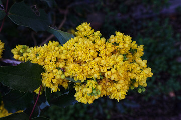 Stechpalme, Blüte, gelb, Hecke, Strauch, Frühling