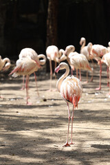 The flamingo is beautiful and cute in garden