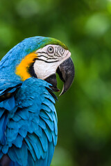 Close up head the Blue and yellow macaw parrot bird in garden