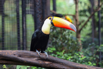 The toco toucan bird on the wood tree in forest