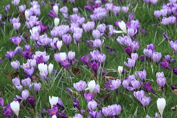 Purple white crocuses in grass