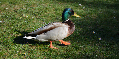 Patos salvajes junto a una charca. 