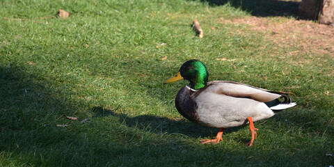 Patos salvajes junto a una charca. 