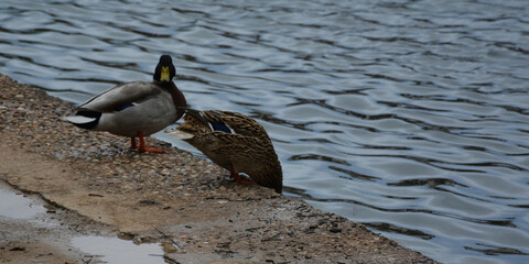 Patos salvajes junto a una charca. 