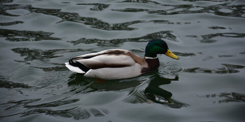 Patos salvajes junto a una charca. 