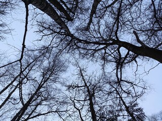 tree in the sky