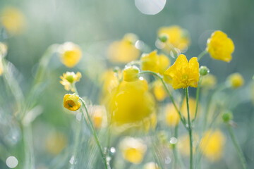 Naturalistic garden trend - Beautiful summer wild flower meadow wth yellow blooming buttercups - ranunculus acris with bokeh in background