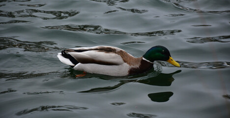 Obraz premium Patos salvajes junto a una charca. 