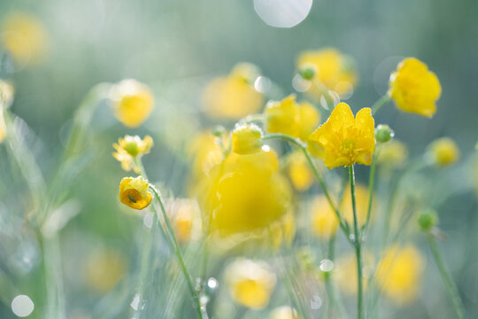 Naturalistic garden trend - Beautiful summer wild flower meadow wth yellow blooming buttercups - ranunculus acris with bokeh in background